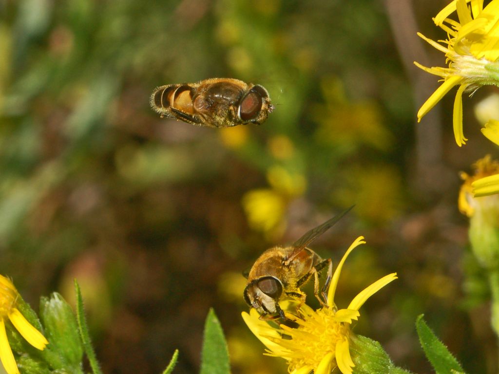 Galleria di insetti in volo